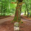 Tour 12: Darß - 1
